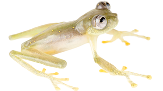 Adorable New See-Through Frog Species Is Threatened By Gold and Copper Mining